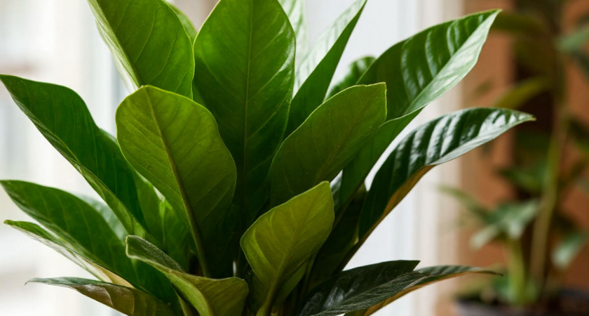    Замиокулькас отказывается цвести? 5 признаков "плохого" горшка, которые тормозят ваше долларовое дерево