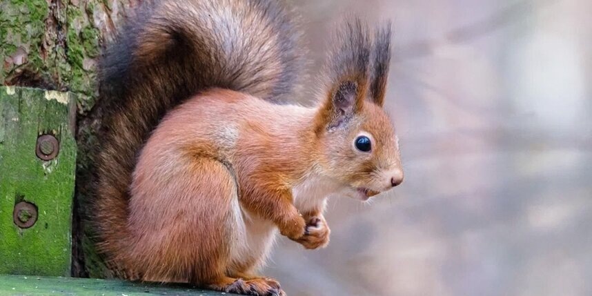    Алёна Бобрович