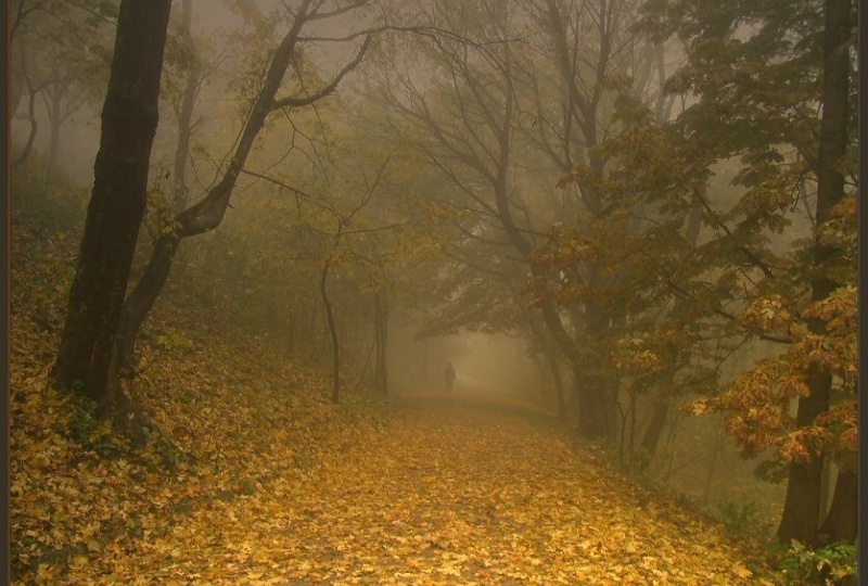 Туман накроет Рязанскую область 9 ноября