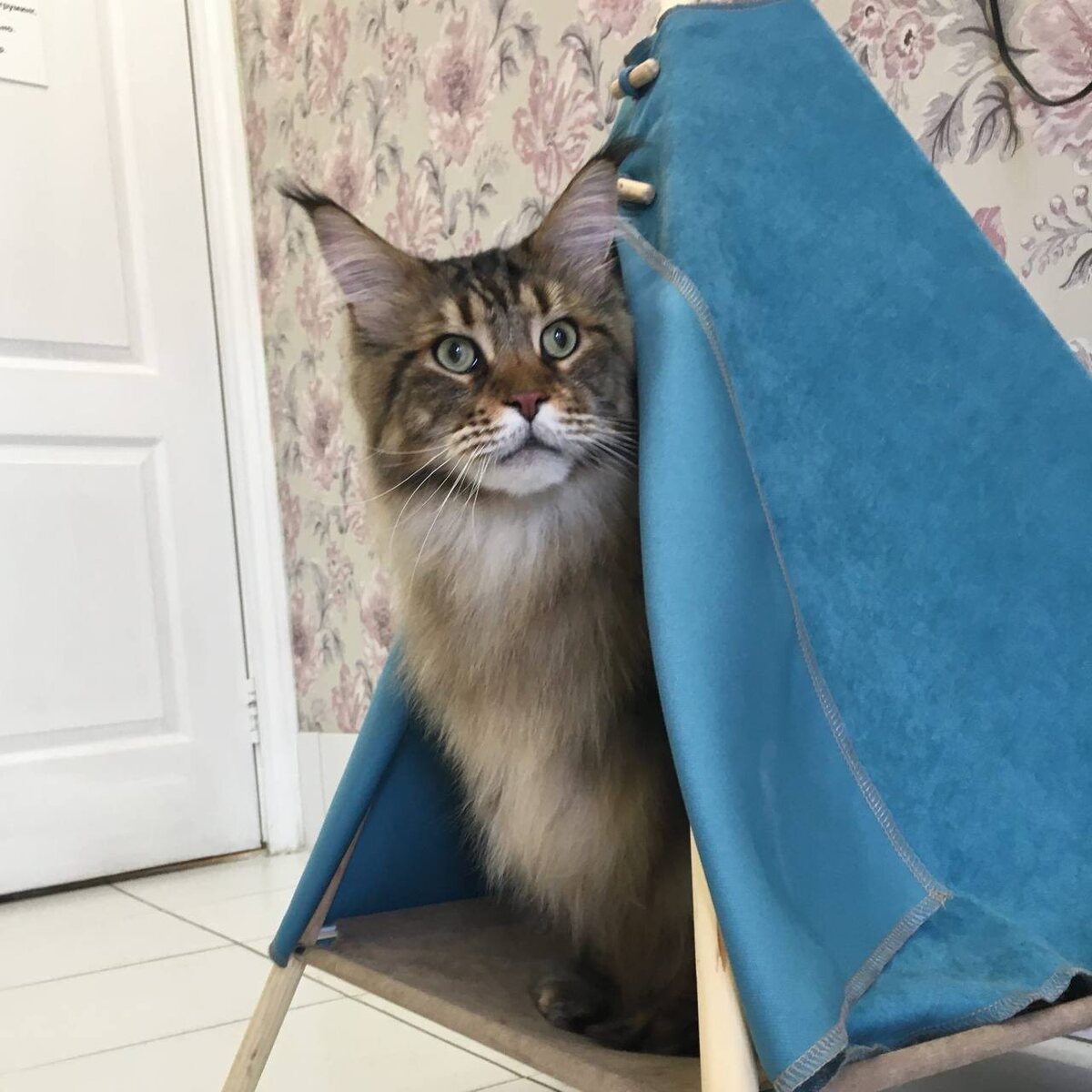 Правильно организованная территория - это не интерьер, а забота о психике кошки. Укрытия, переноска, игрушки, феромоны и тишина создают атмосферу, в которой животное чувствует себя защищённым.