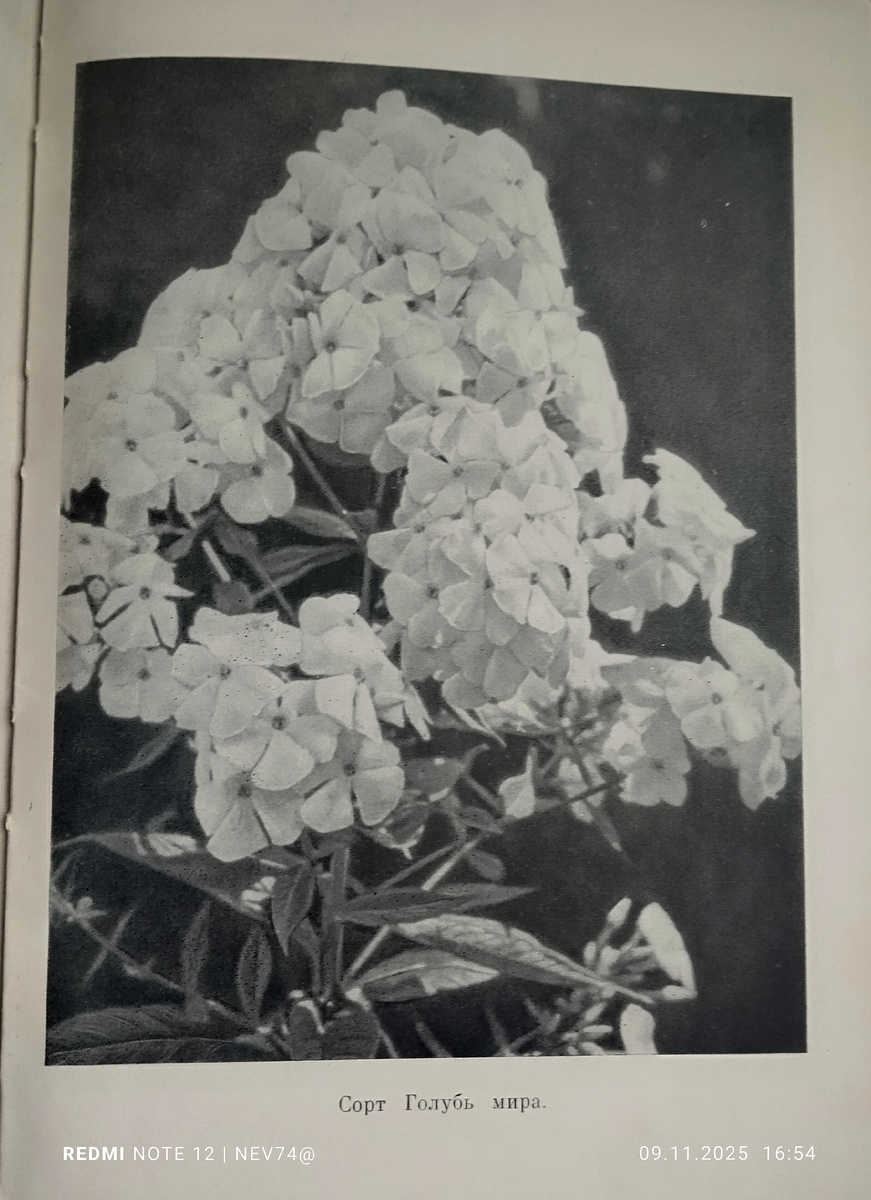 Иллюстрация из книги "Флоксы многолетние", 1963г.