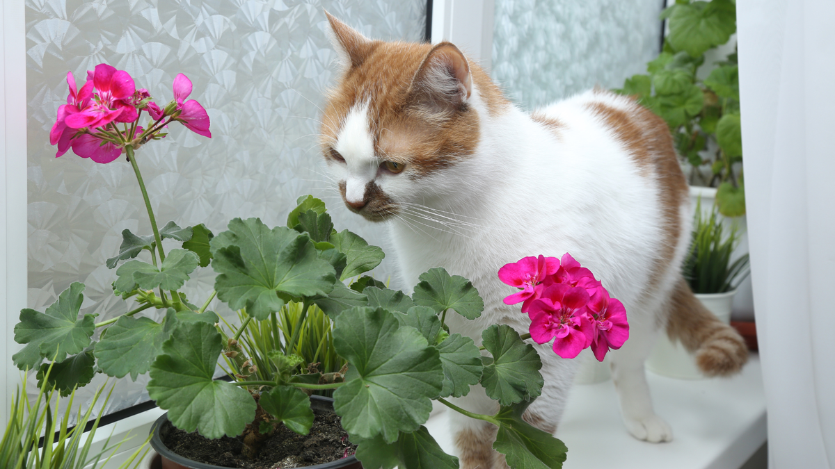 Биопрепараты для растений