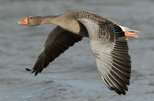 Фото с просторов интернета 