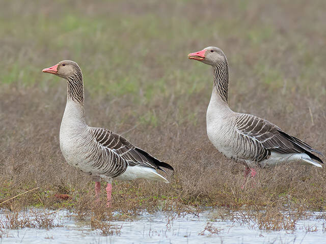 Фото с просторов интернета 