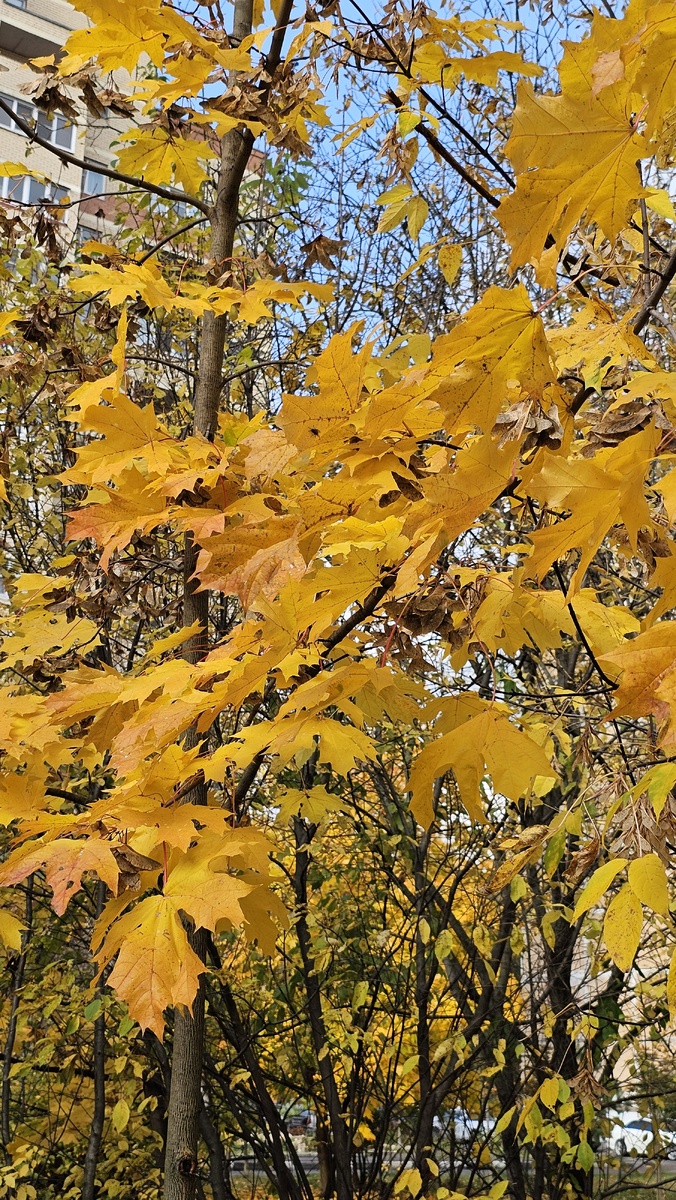 Осенью листья у растений желтеют