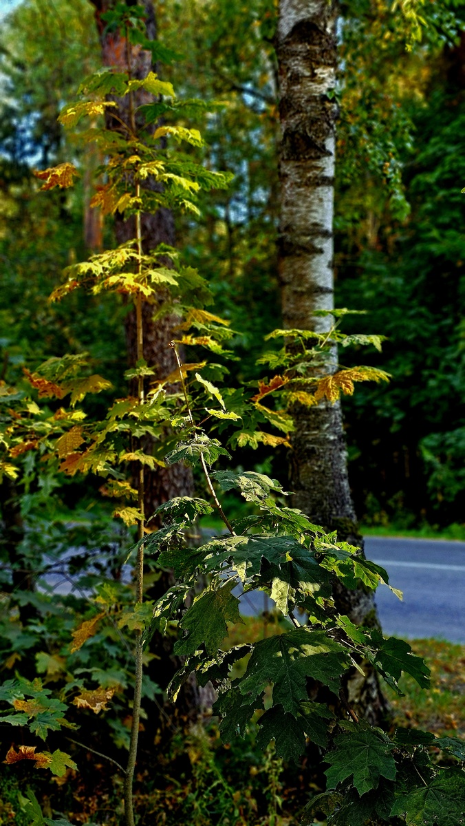 Зеленый цвет у листьев летом