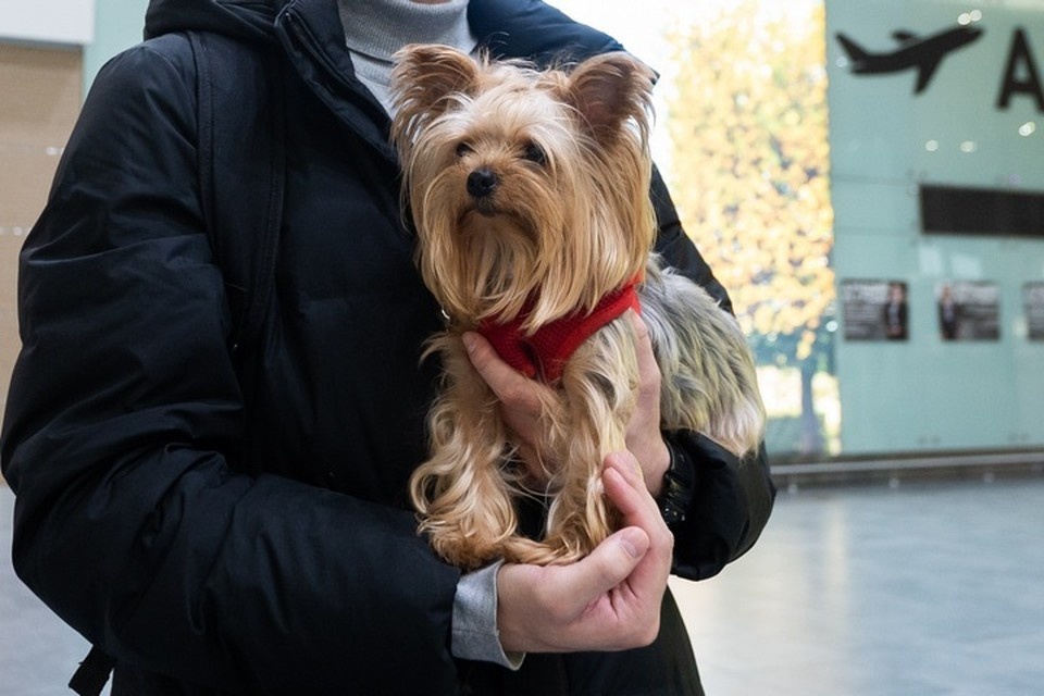    В аэропорту Уфы сотрудники Россельхознадзора оформили документы для йоркширского терьера, который прилетел из Объединенных Арабских Эмиратов без хозяев Юлия ПЫХАЛОВА