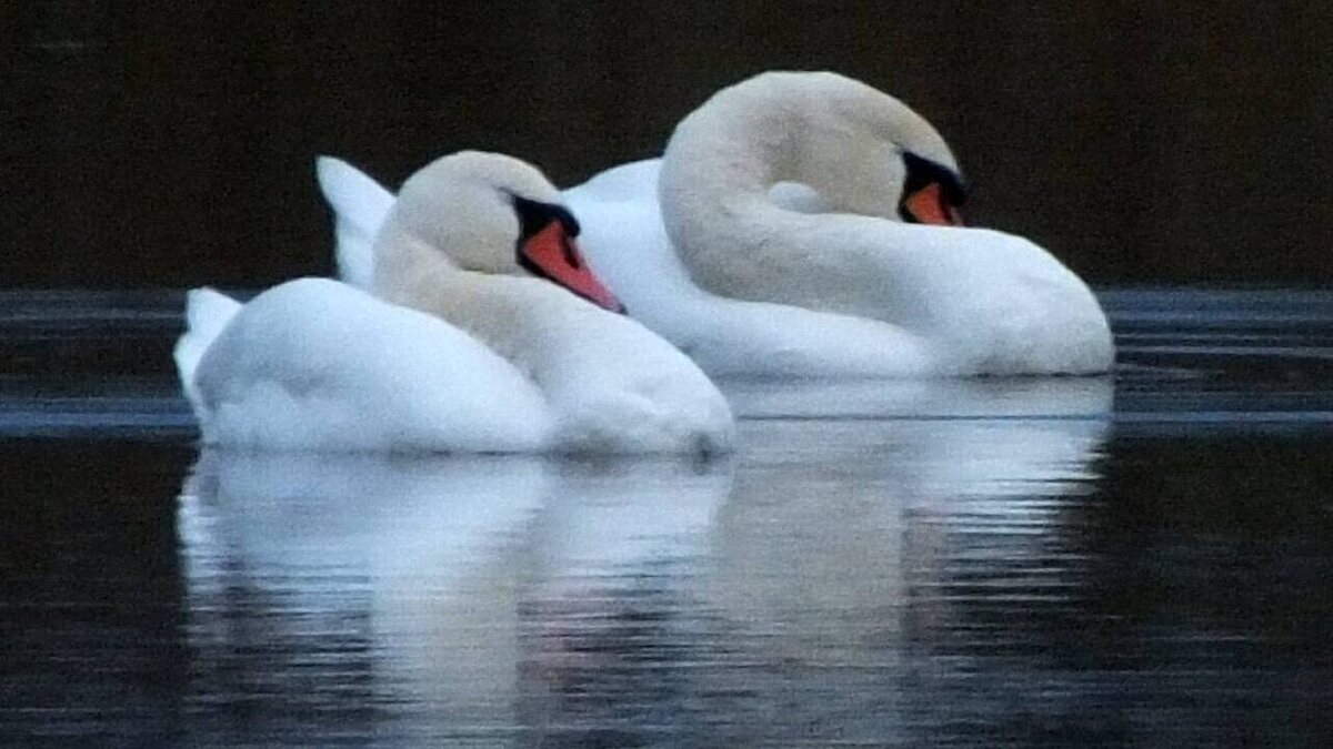    Лебединая осень в Курске