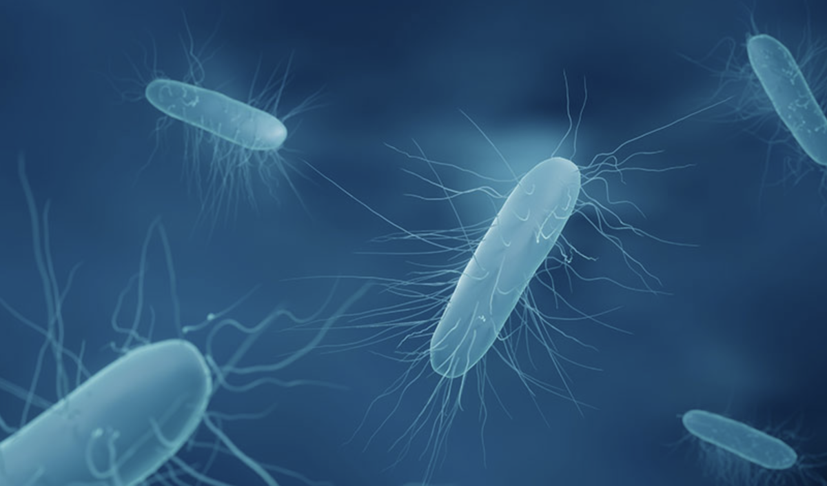 Возбудитель ботулизма