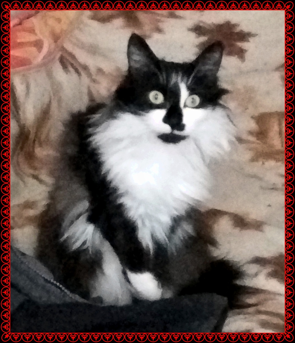 Много радости в жизни приносят нам наши любимые питомцы. А сколько боли они берут на себя во время наших страданий?!