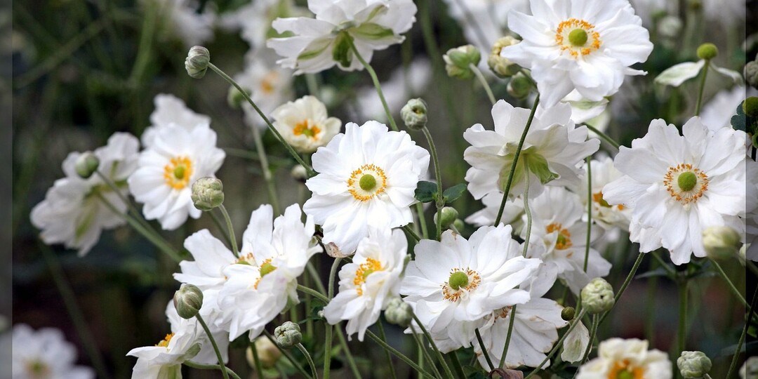 Малоизвестная красота ноябрьского цветника: невероятно красивые цветы, которые будут украшать сад поздней осенью