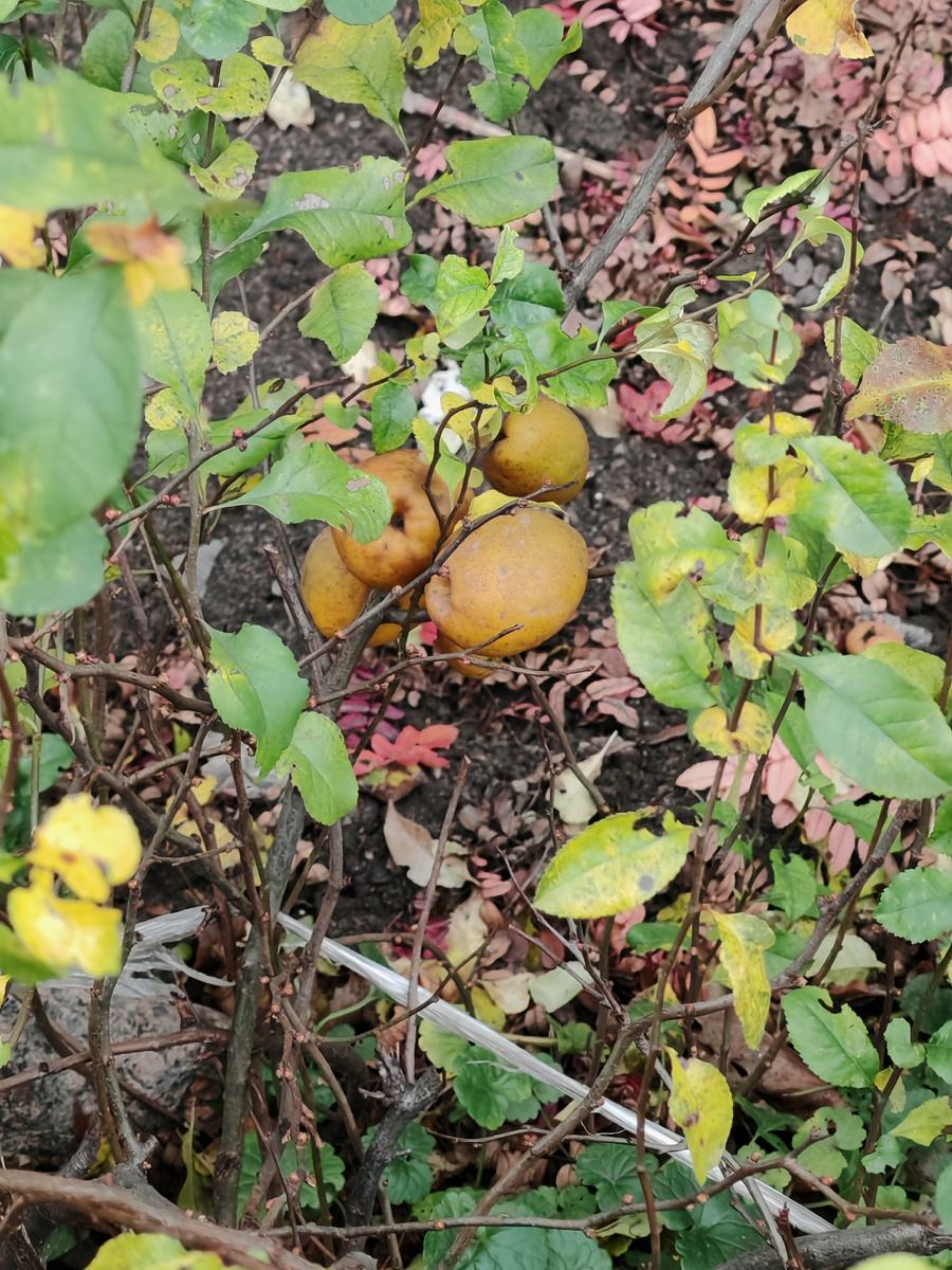 Айва у школьного крыльца.