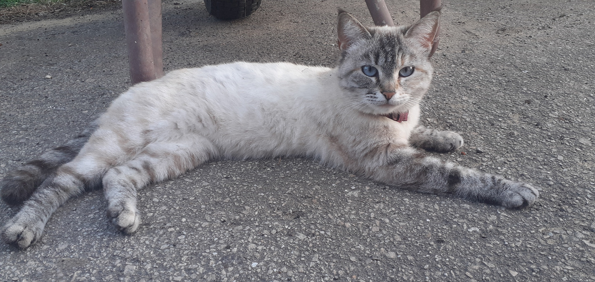 Она пришла к на, чтобы остаться, наша Киса.