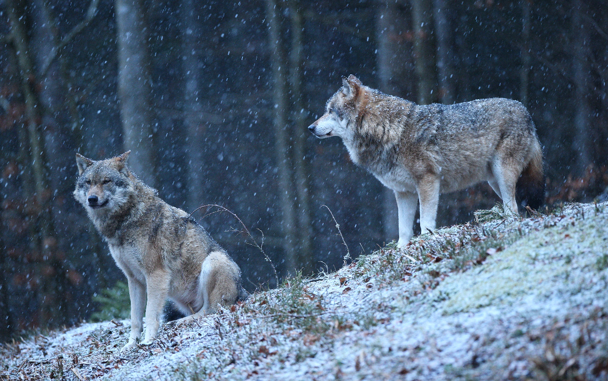    В нескольких районах Удмуртии обнаружили волчьи следы