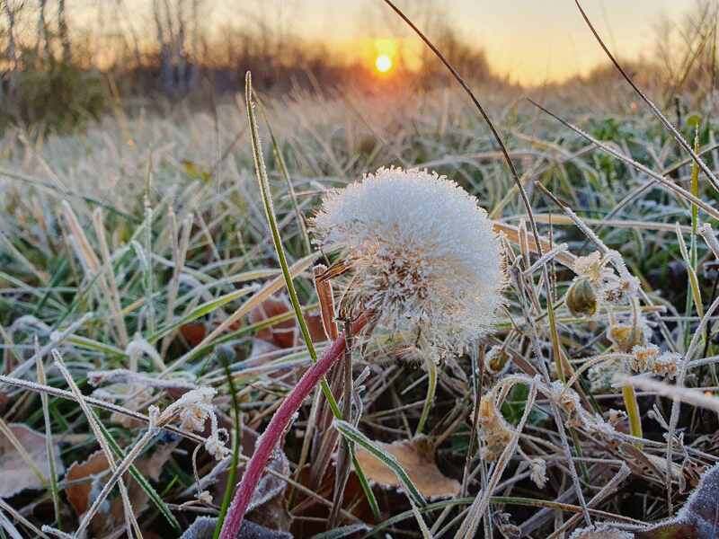 Ноябрь на Урал пришел внезапно - даже одуванчики не успели сбросить листву