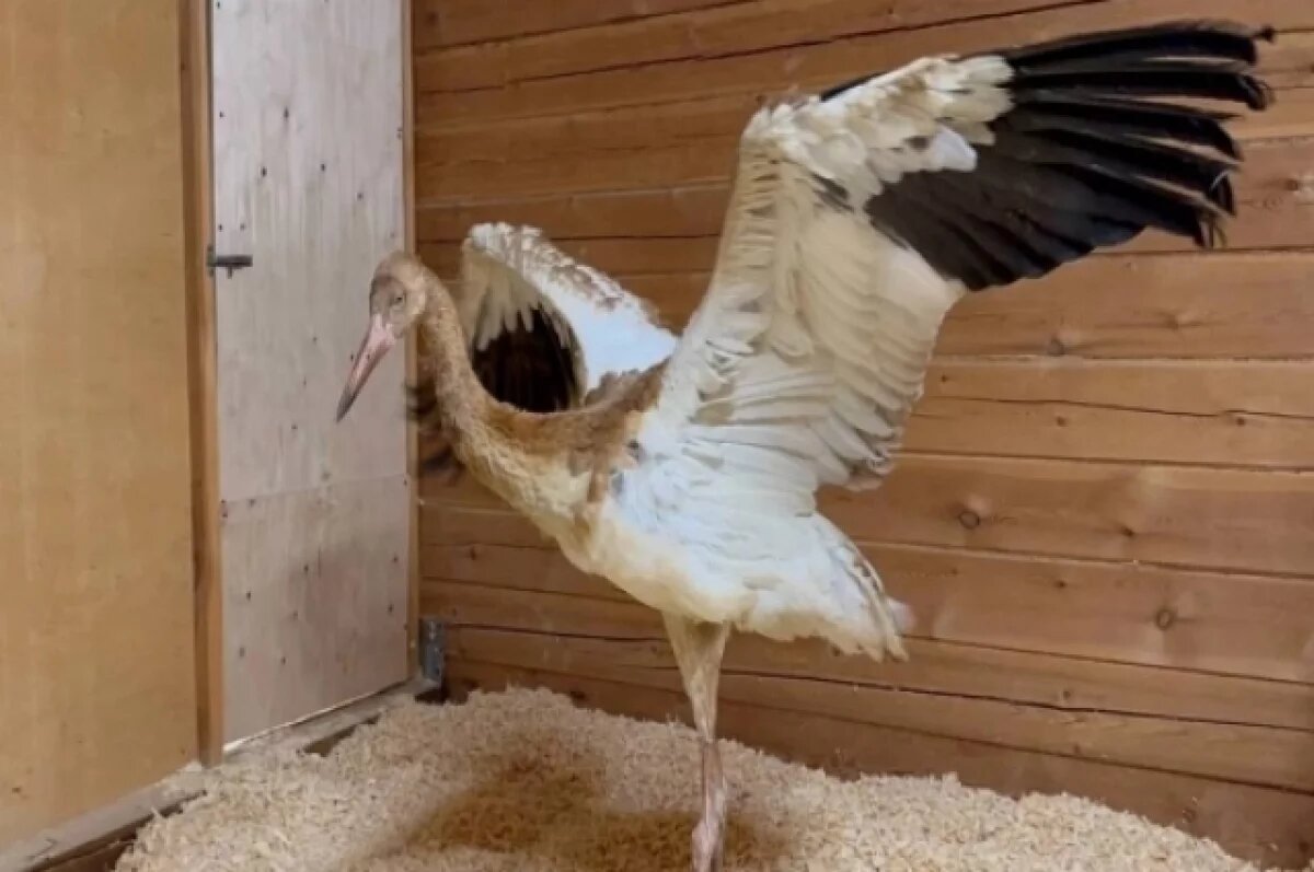    Птенец стерха, которого нашли в тундре, пройдёт курс восстановления