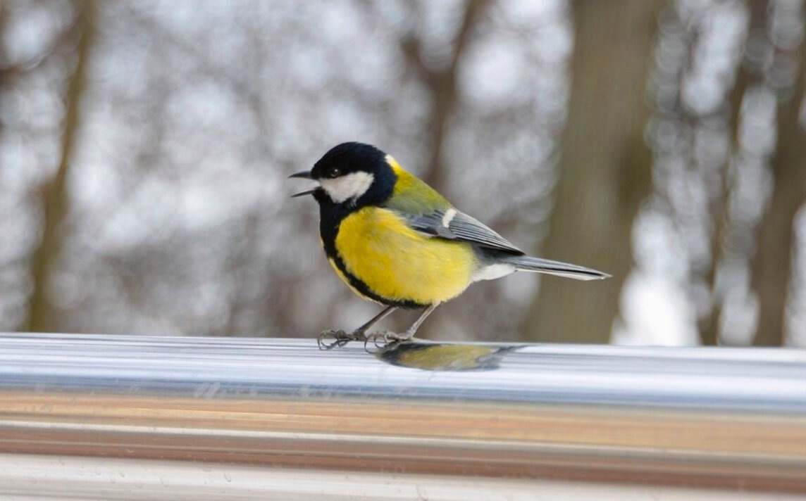 dzen.ru Синица