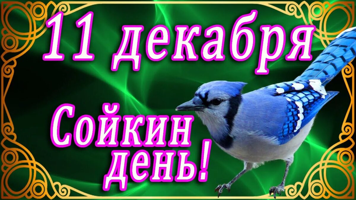 YouTube Пусть сойка укажет вам дорогу к счастью! 