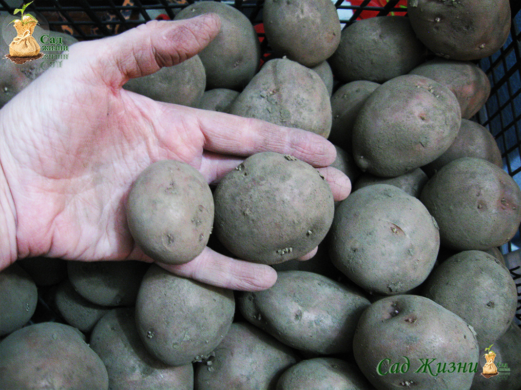 Как картофель стал своим