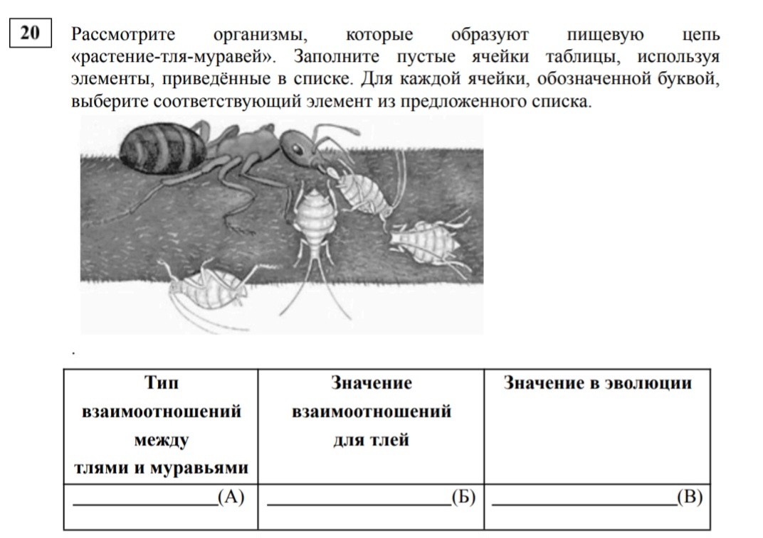 Тля и муравей на ЕГЭ по биологии 