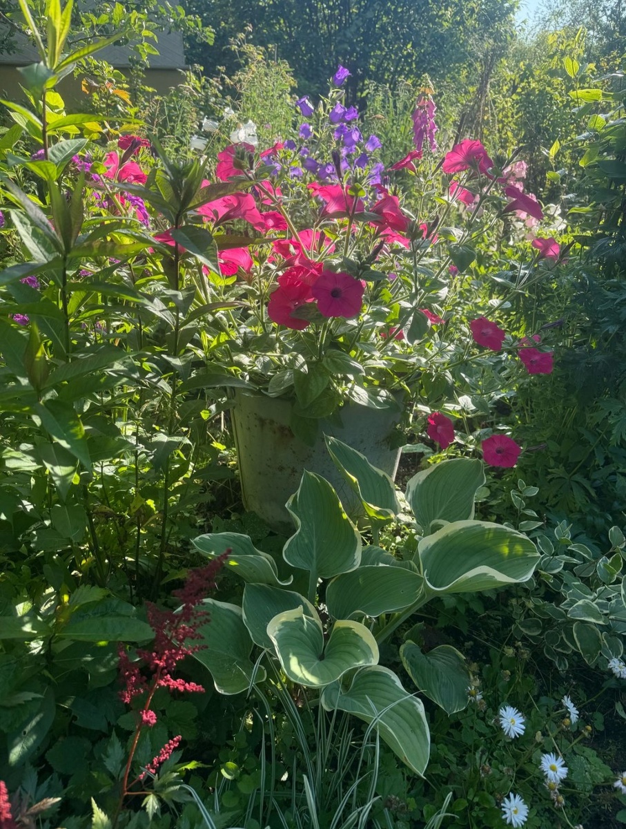 Петуния в контейнере стоит на пне старой яблони
