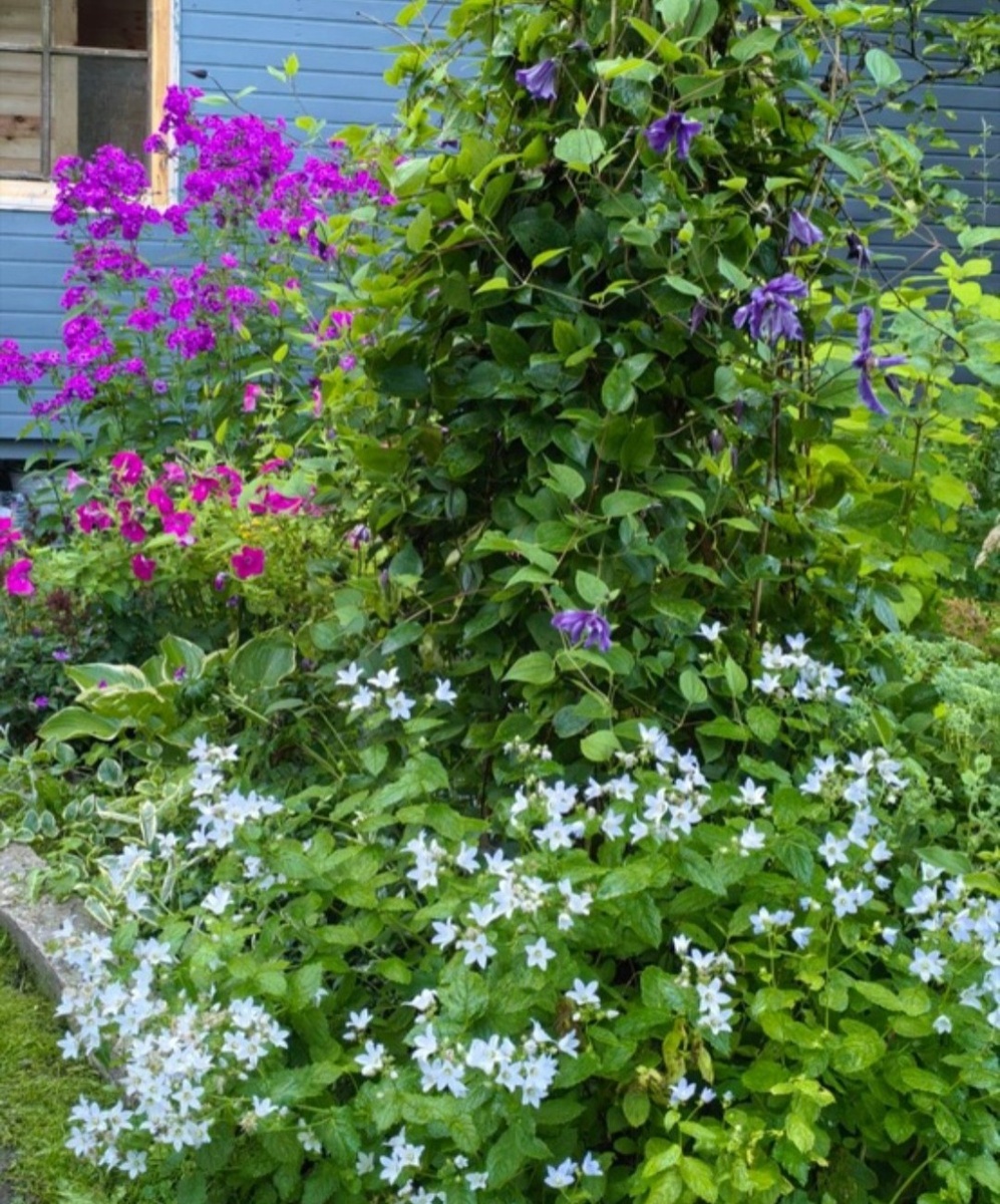 Миксбордер с петунией