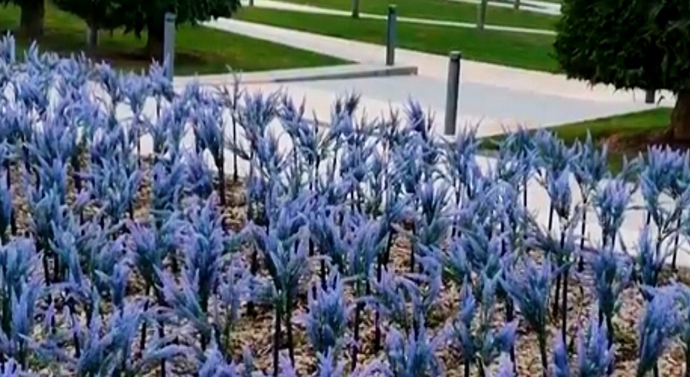 ✨🌿В парке Галицкого начали "высаживать" светящийся шалфей. ✨
