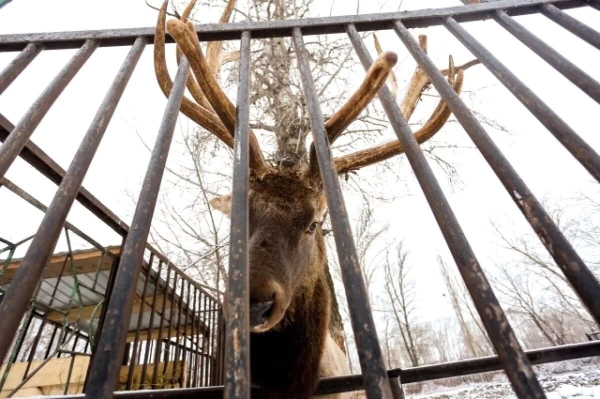    Историческую часть Казанского зооботсада закроют на зиму