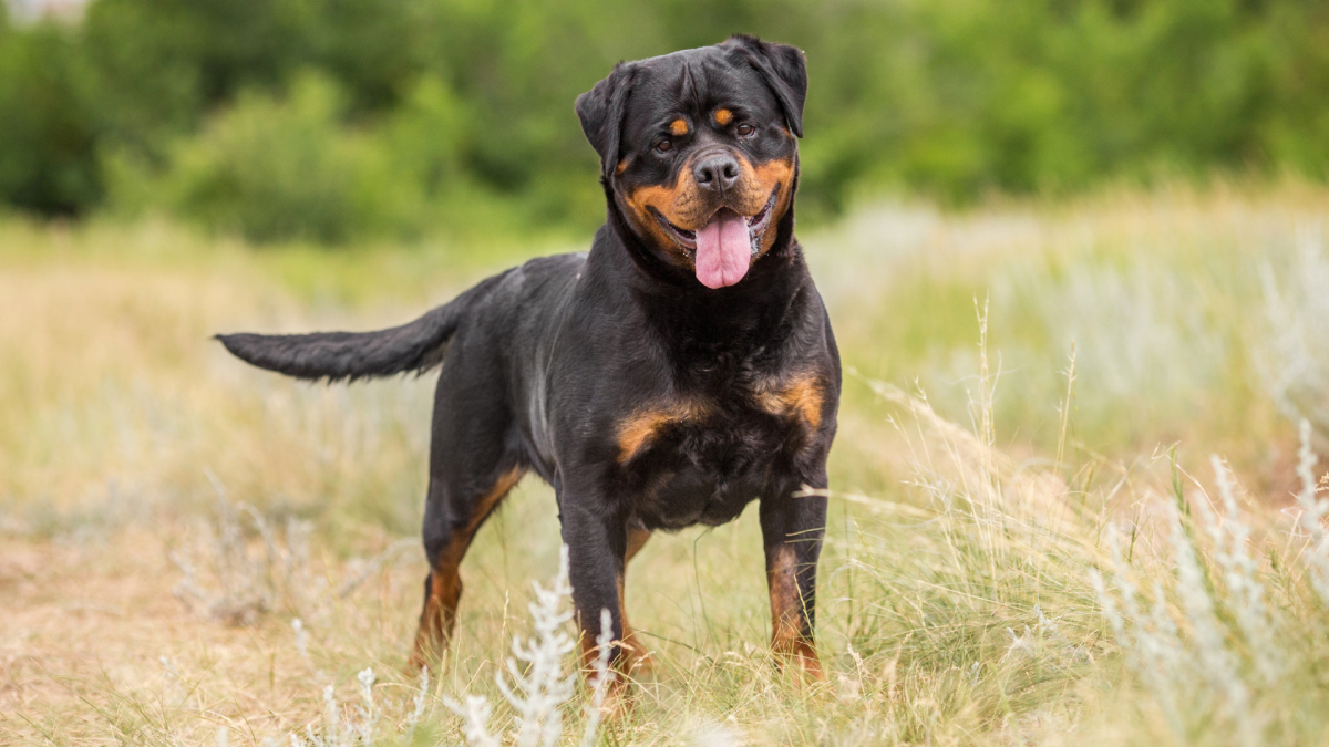 Ротвейлер