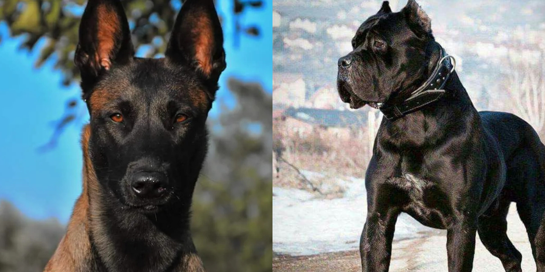 7 пород собак, которые станут лучшими охранниками и защитниками