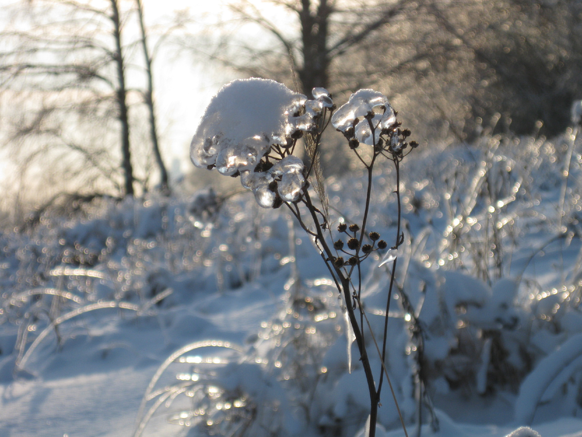 Фото автора. Леденцы.