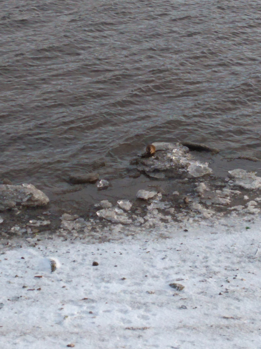 Фото автора. На льдине. Шерстистый, ..но не мамонтенок... Выдра!