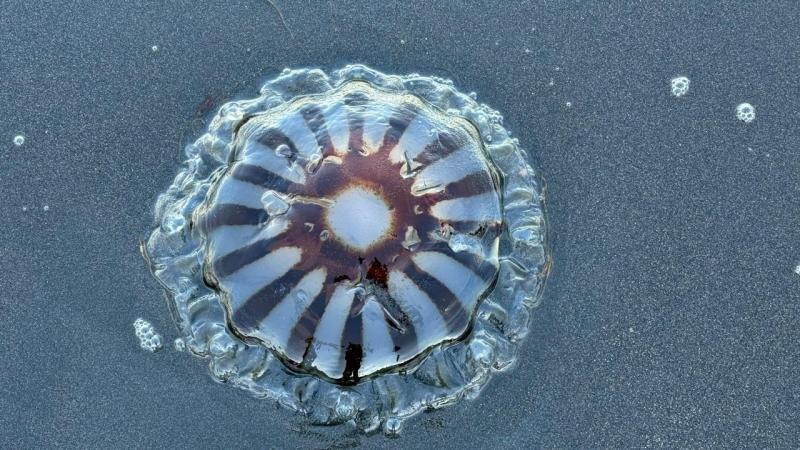 Фото Лианы Варавской / Кроноцкий заповедник