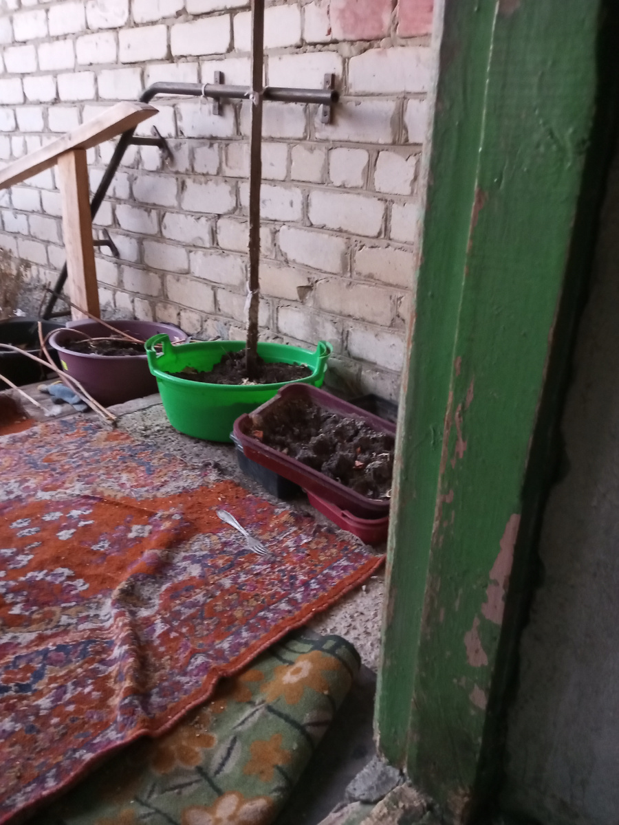 Раньше здесь были плети огурцов.