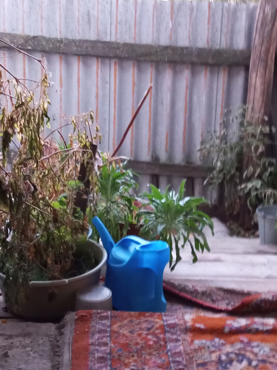 Убил мороз мои помидоры.