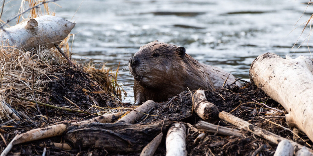 Бобр – друг рыболовов и какую пользу он нам приносит