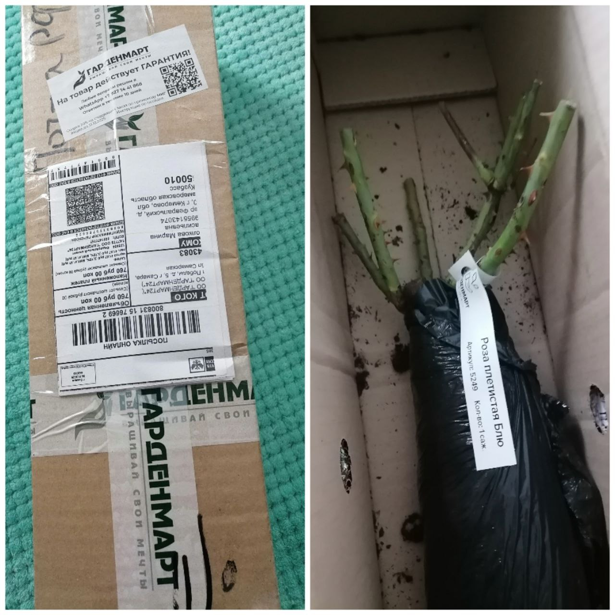 Саженец от Гарденмарт, фото автора