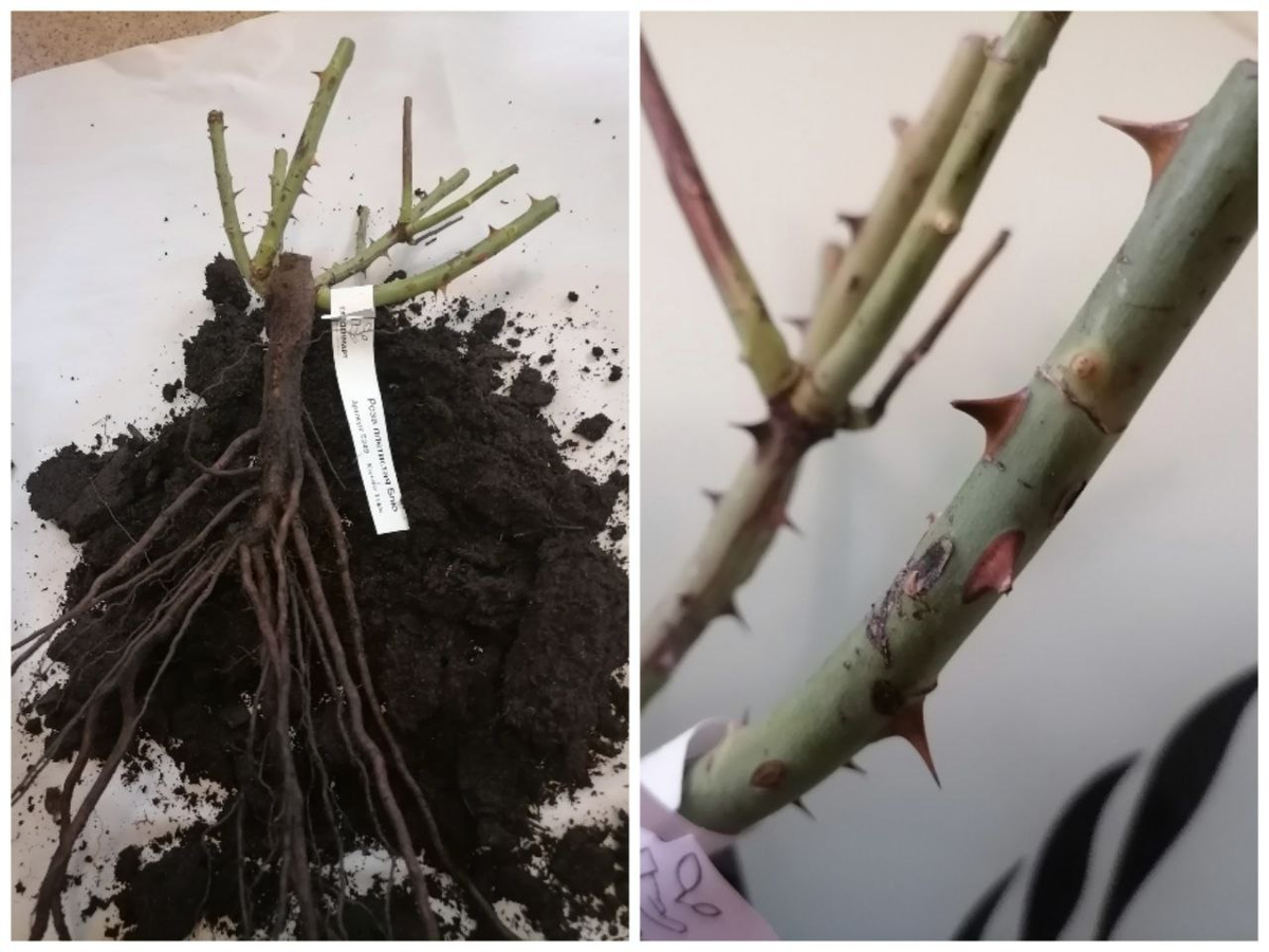 Саженец живой, с почками, подающими надежды, фото автора