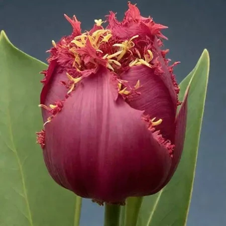 Фото из интернета.