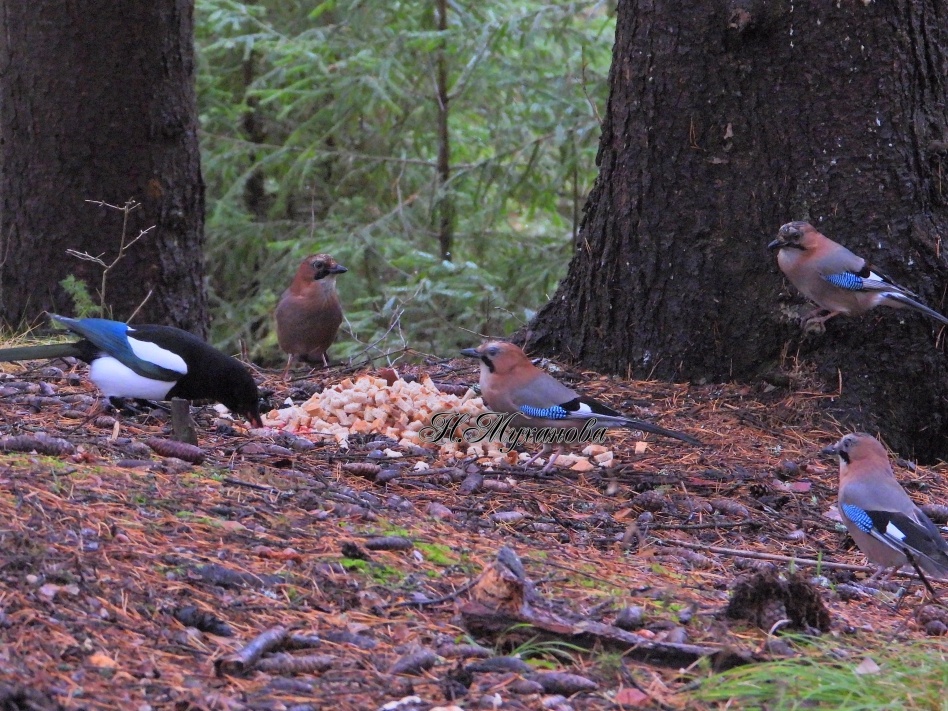 Сойки и европейская сорока