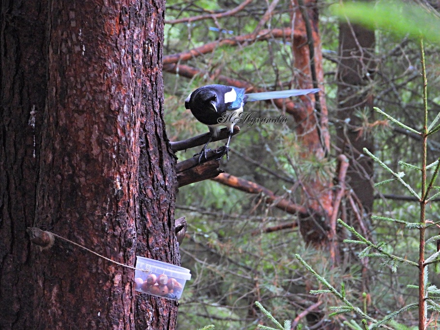 Европейская сорока