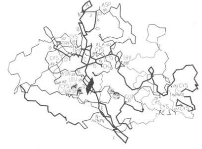 Комплекс фермента лизоцима с молекулой его специфического ингибитора – полисахарида