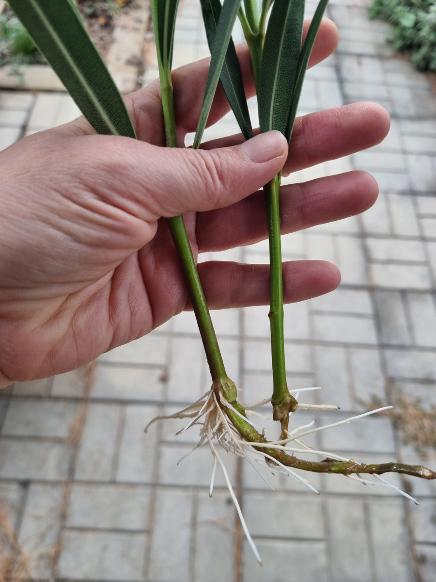 Фото: Зеленая леди, сад, семья и томатный сок