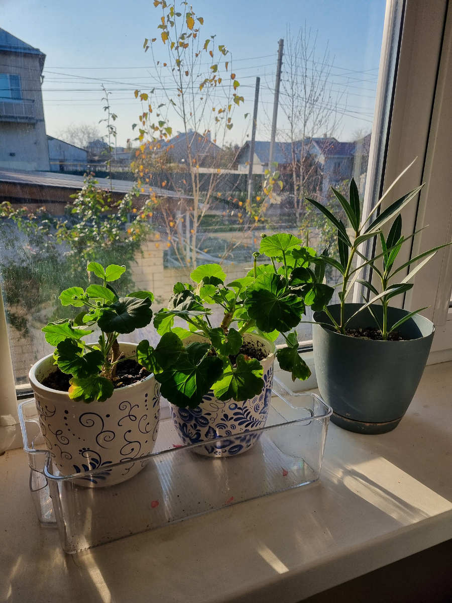 Фото: Зеленая леди, сад, семья и томатный сок