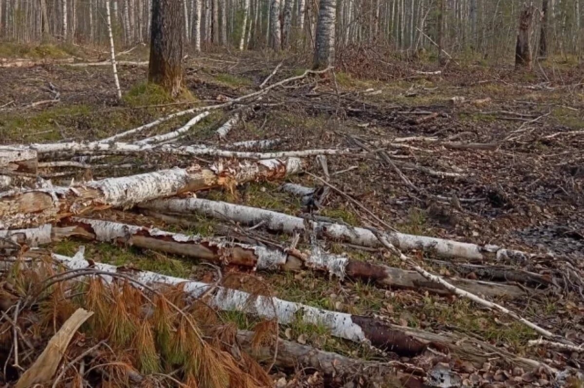    Незаконную рубку берез обнаружили в томском лесу