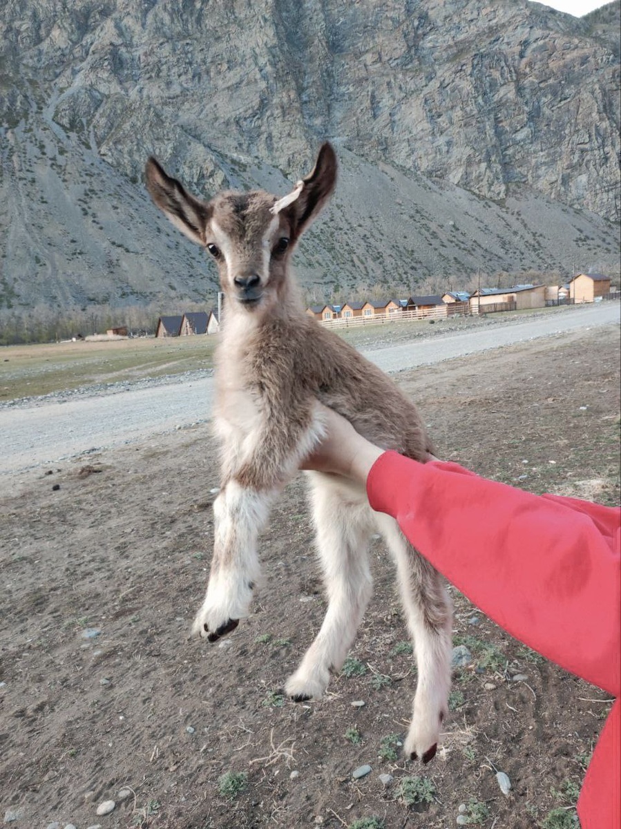 А вот и козленок странного вида, обнаруженный в стаде местных жителей. (с) Республика Алтай в Telegram.