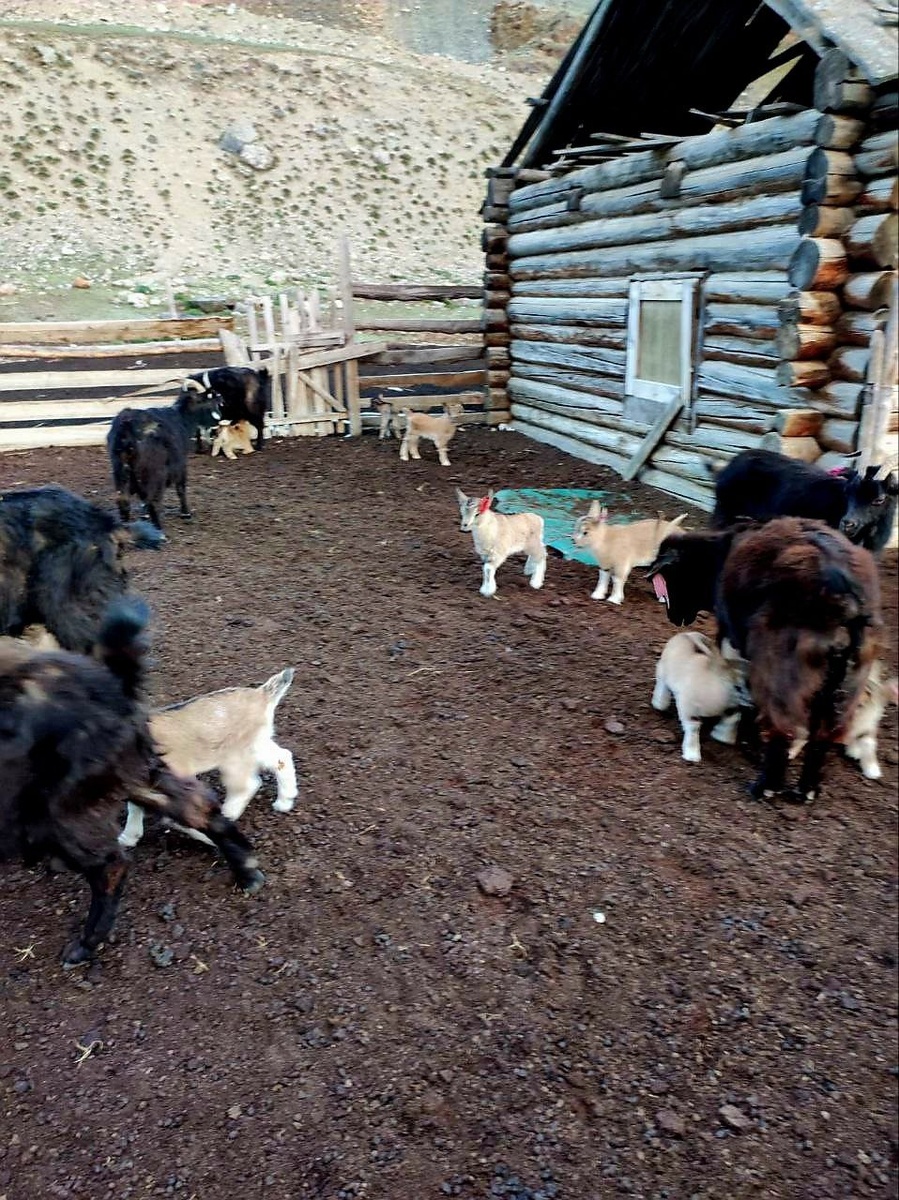 (с) Республика Алтай в Telegram. Стоянка скотоводов Горного Алтая. Именно сюда в стадо забрел дикий козерог. 