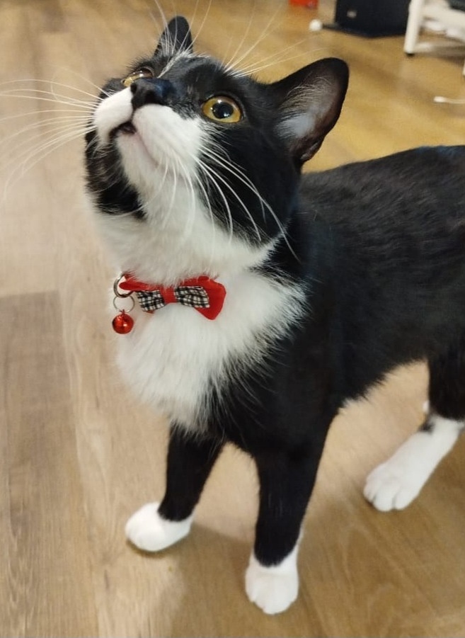 Тот самый кот, зовут Оскар (для своих - Ося)