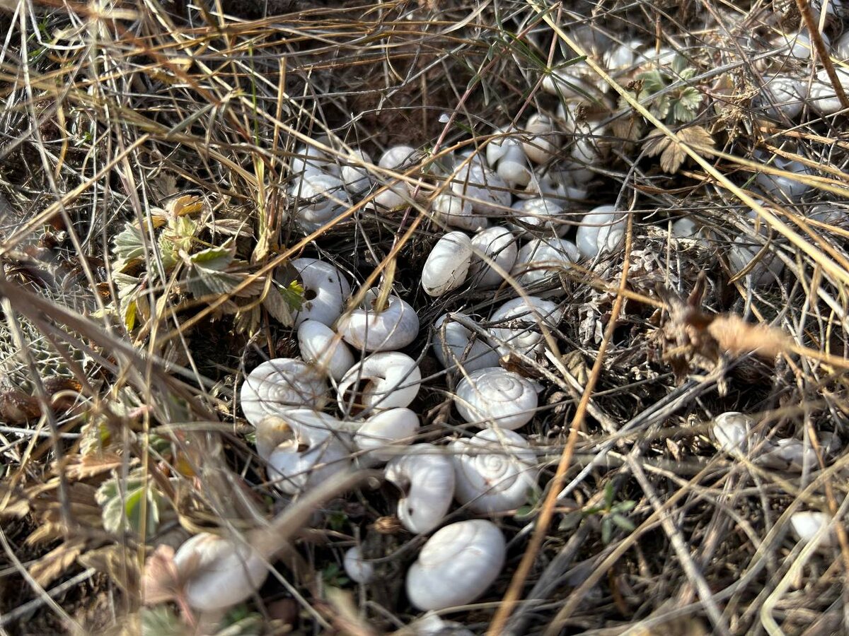     Огромное количество ракушек на скалах обнаружили туристы на юге Красноярского края