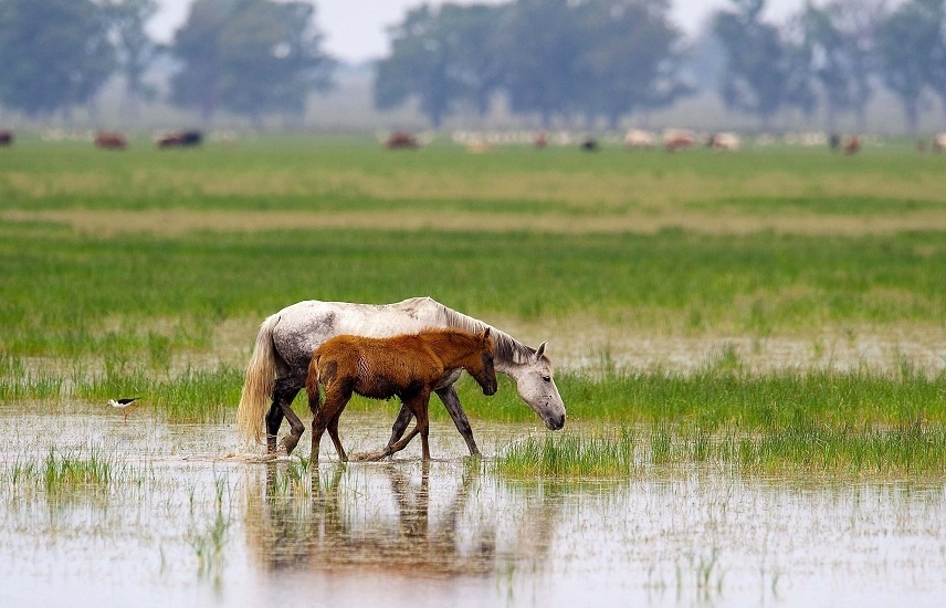Болотные лошади